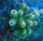 tubulate sponge