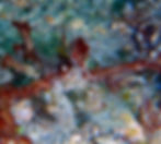 decorator crab 3