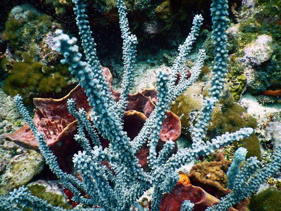 long spine sea fan