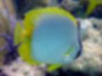 spotfin butterflyfish