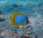 spotfin angelfish