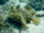 striated frogfish 8