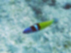 bluehead wrasse