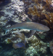 reef shark