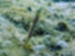 yellowface pikeblenny 4
