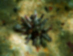 slate pencil urchin