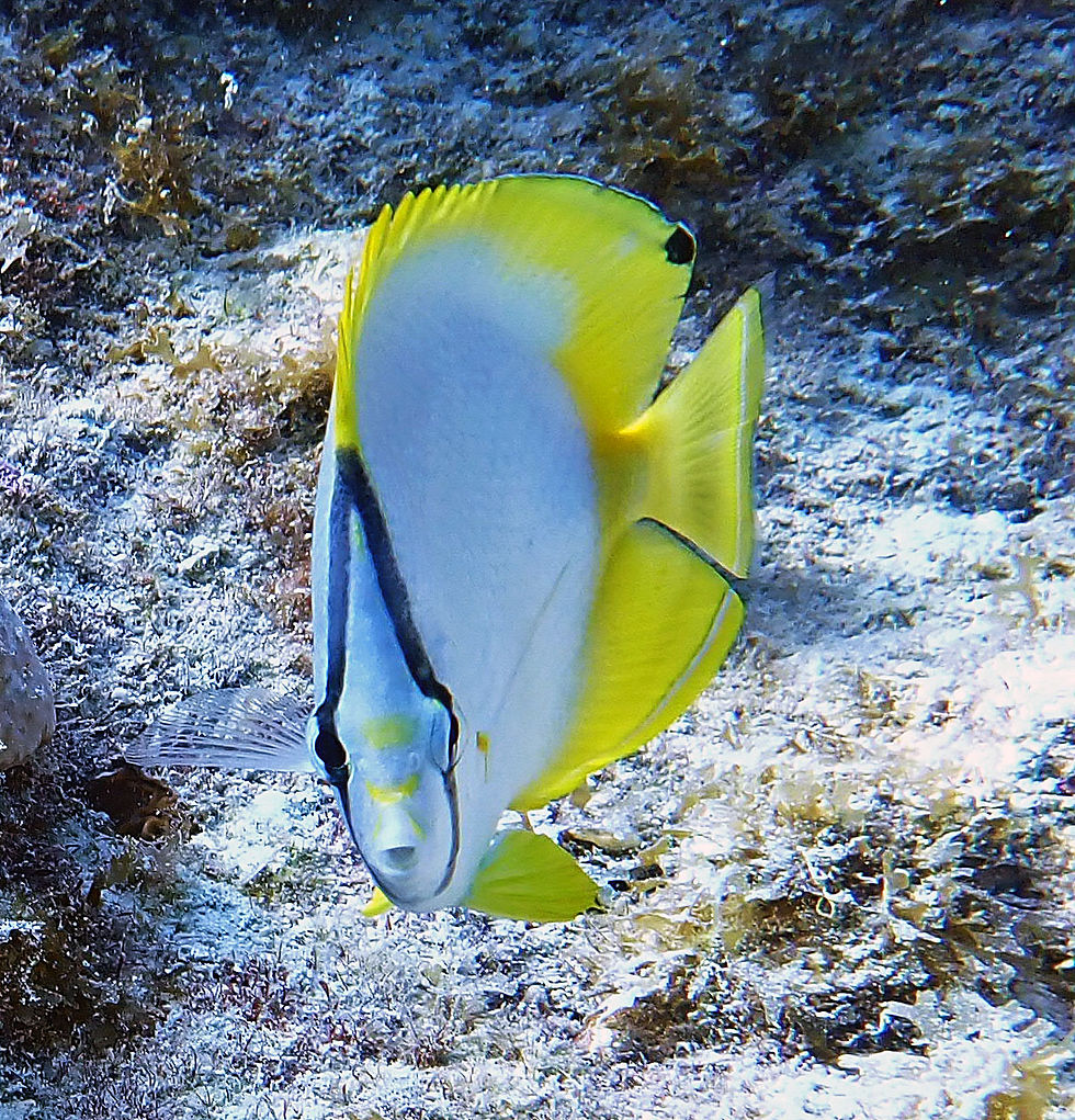 spotfin butterflyfish (6)