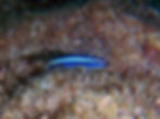 neon cleaner goby