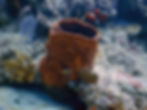 barrel sponge (7)