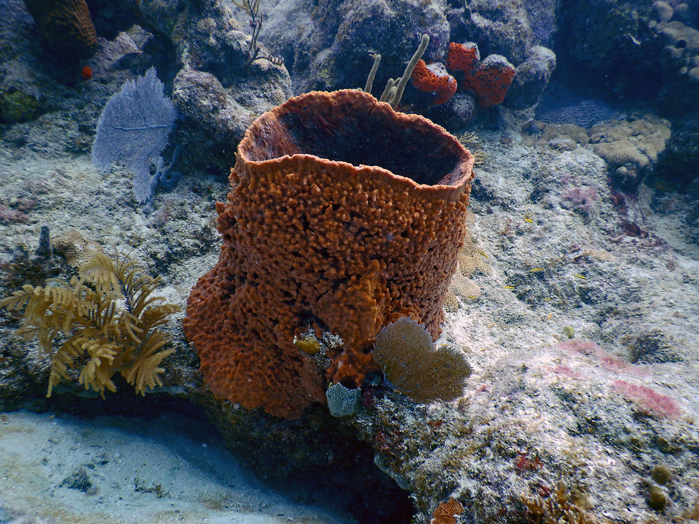 barrel sponge (7)