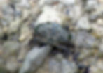 unknown crab