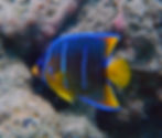 juvenile queen angelfish