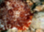 warty side-gill slug 9