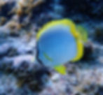 spotfin butterflyfish (5)