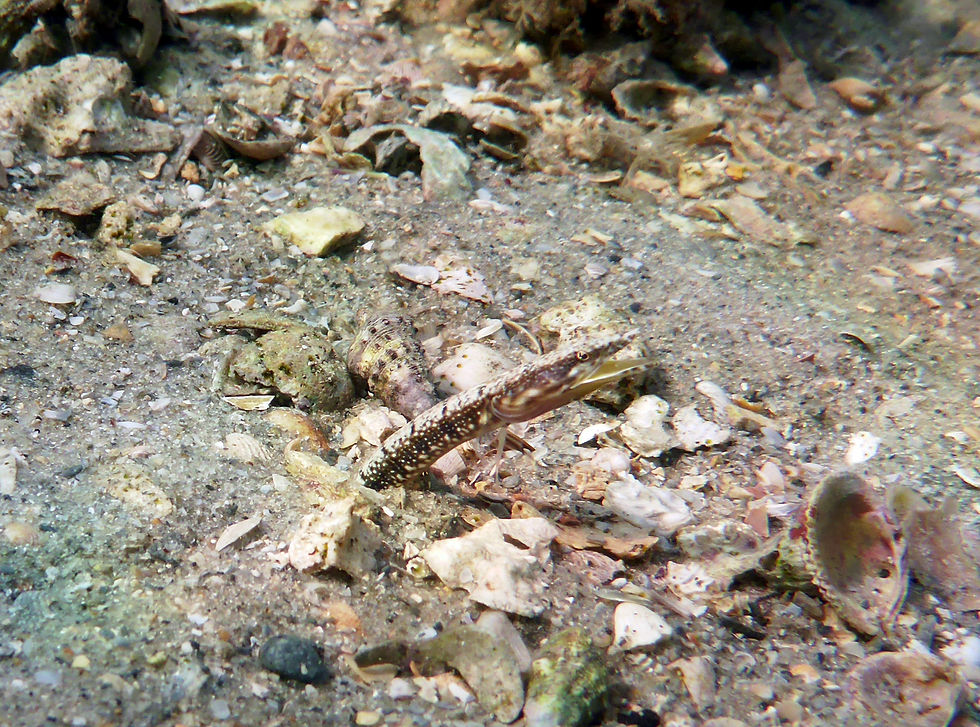 yellowface pikeblenny female (2)