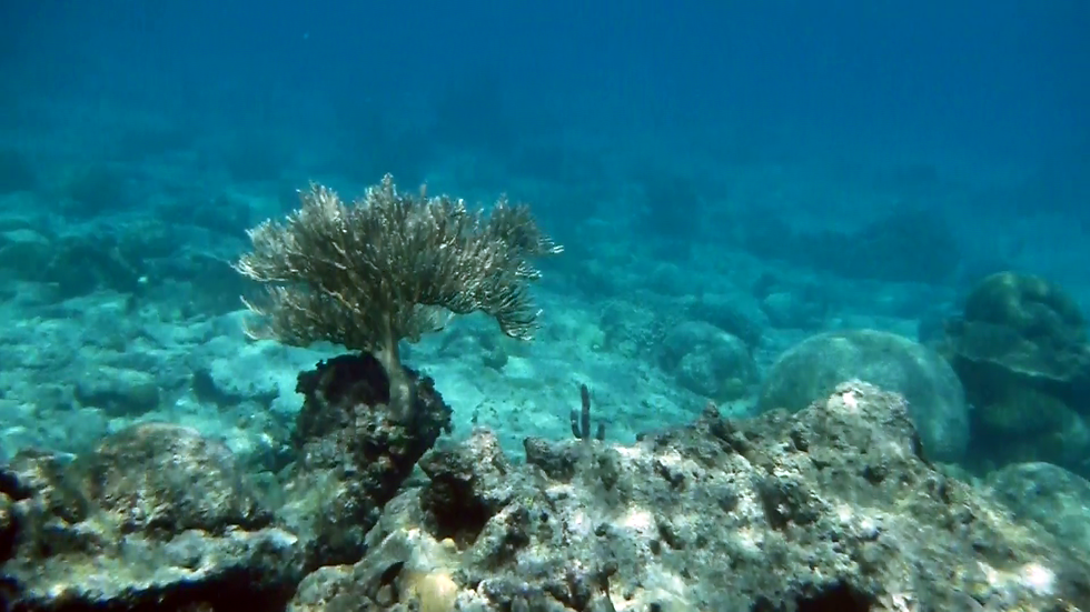 bent rods in the deep blue sea