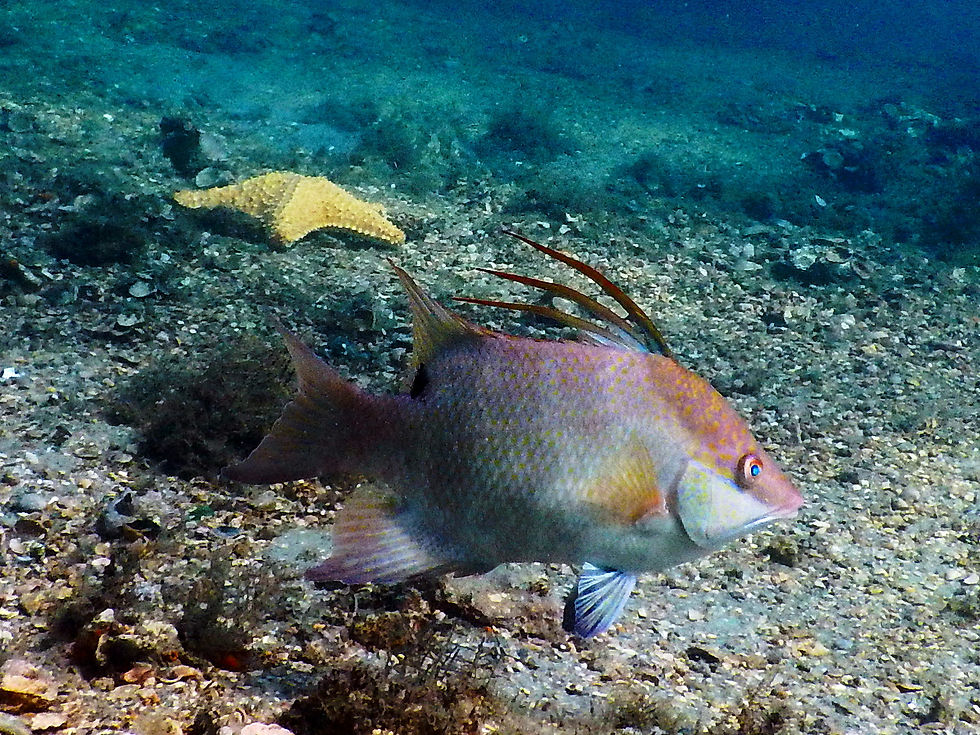 hogfish