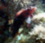 crested blenny
