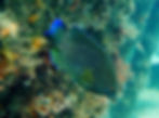 blue-tailed damselfish