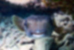 porqupinefish (4)
