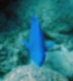 blue parrotfish