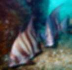 atlantic spadefish