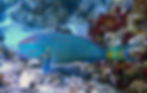 stoplight parrotfish (4)