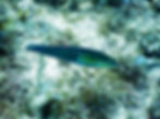 yellowhead wrasse intermediate phase