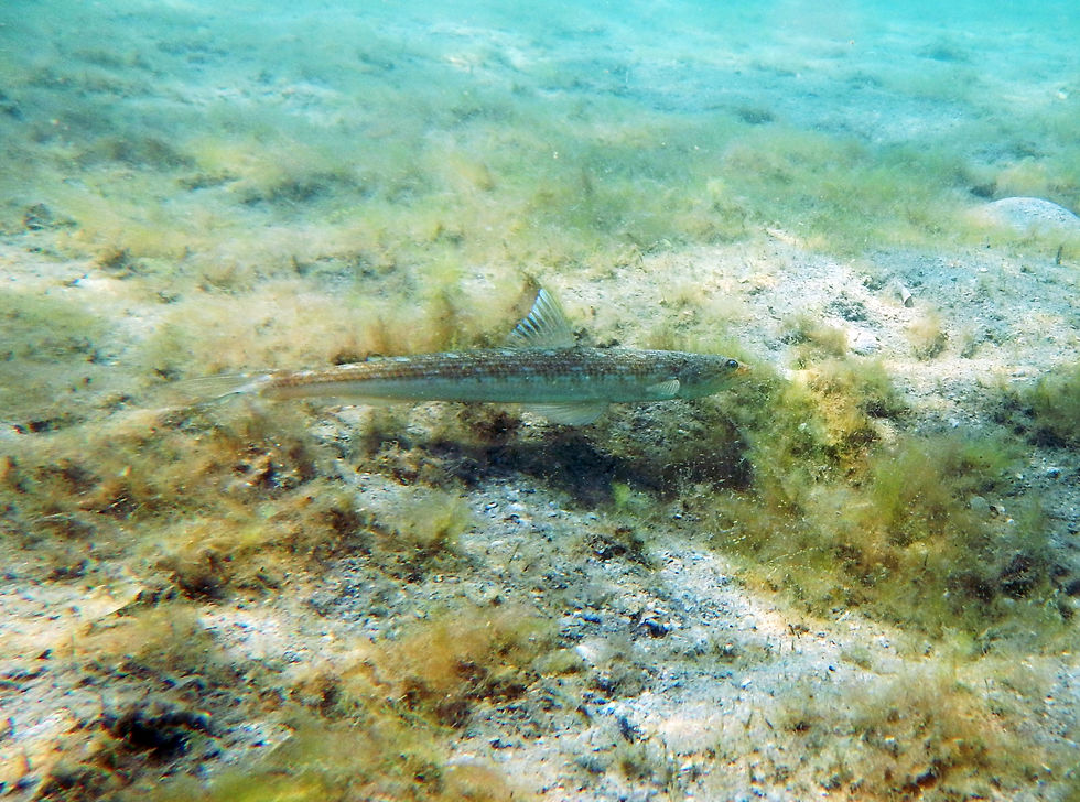 inshore lizardfish soaring