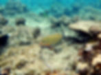 striped surgeonfish 7