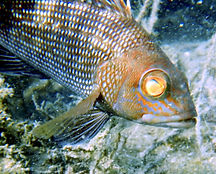 black sea bass (4).JPG