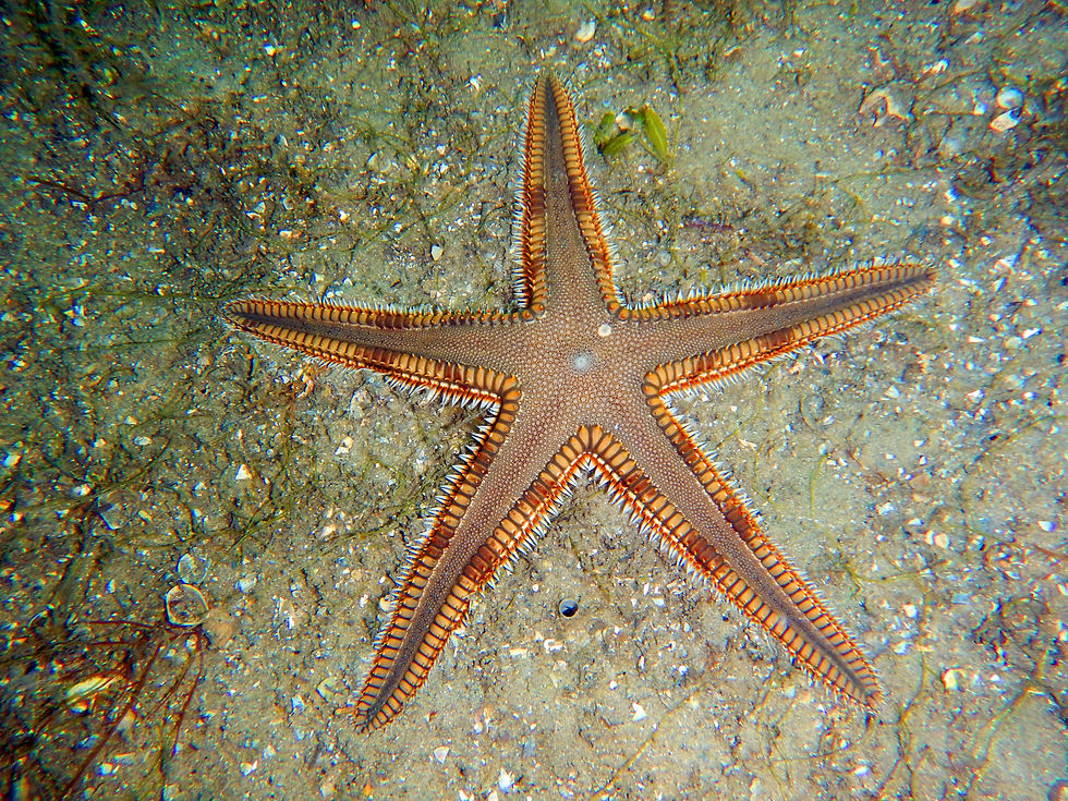 beaded sea star