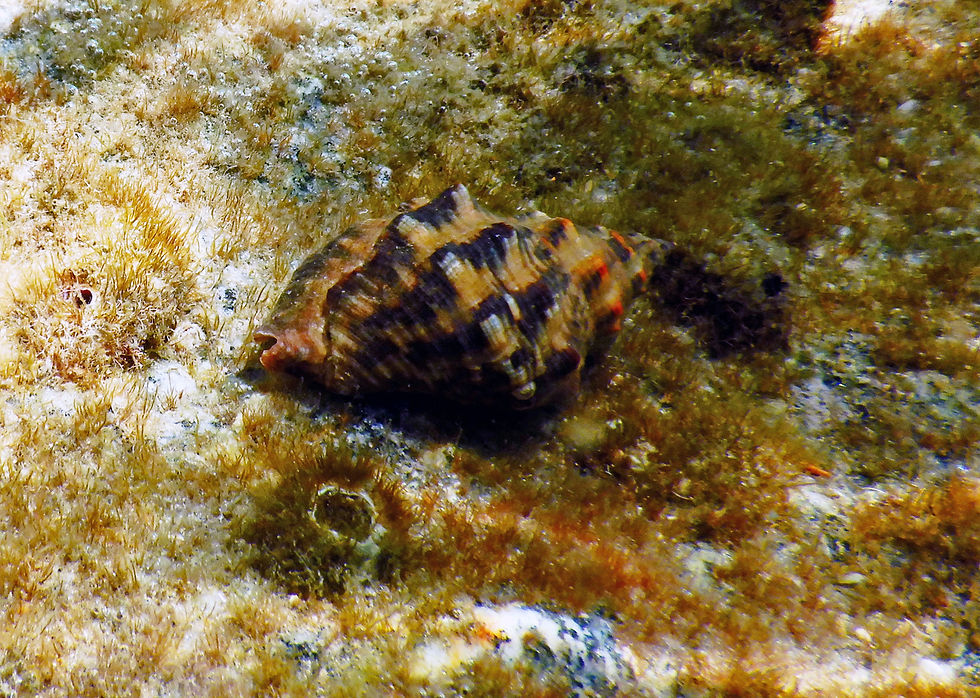 crown conch