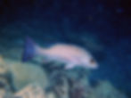 gray snapper (3)