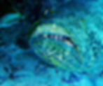 goliath grouper 2