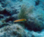 bright young wrasse