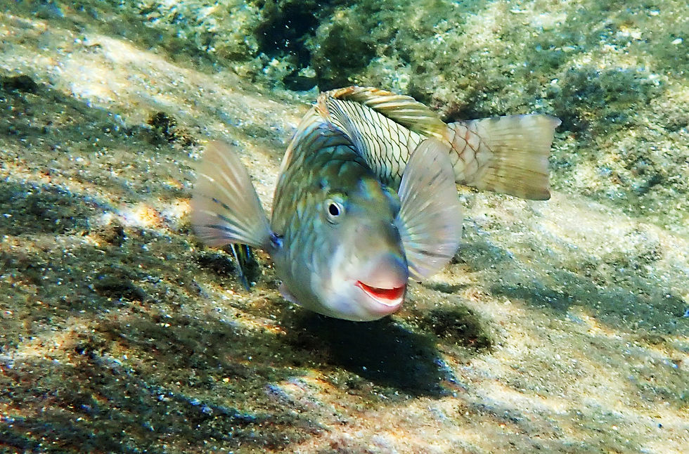smiling parrot