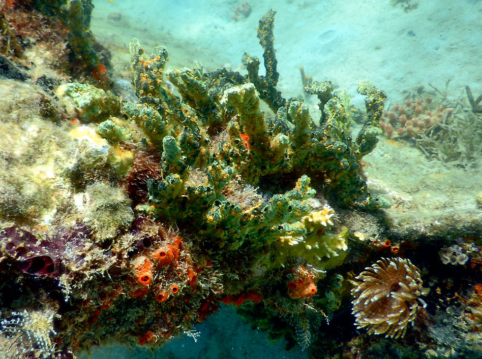 great variety of sponges, tunicates, worms and more