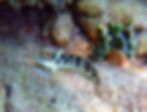 rosy blenny female