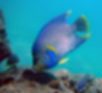 blue angelfish 5