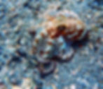 common octopus 4