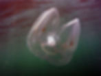 spot-winged comb jelly 12