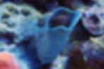 azure vase sponge 4