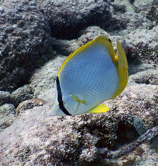 spotfin butterflyfish