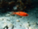 twospot cardinalfish