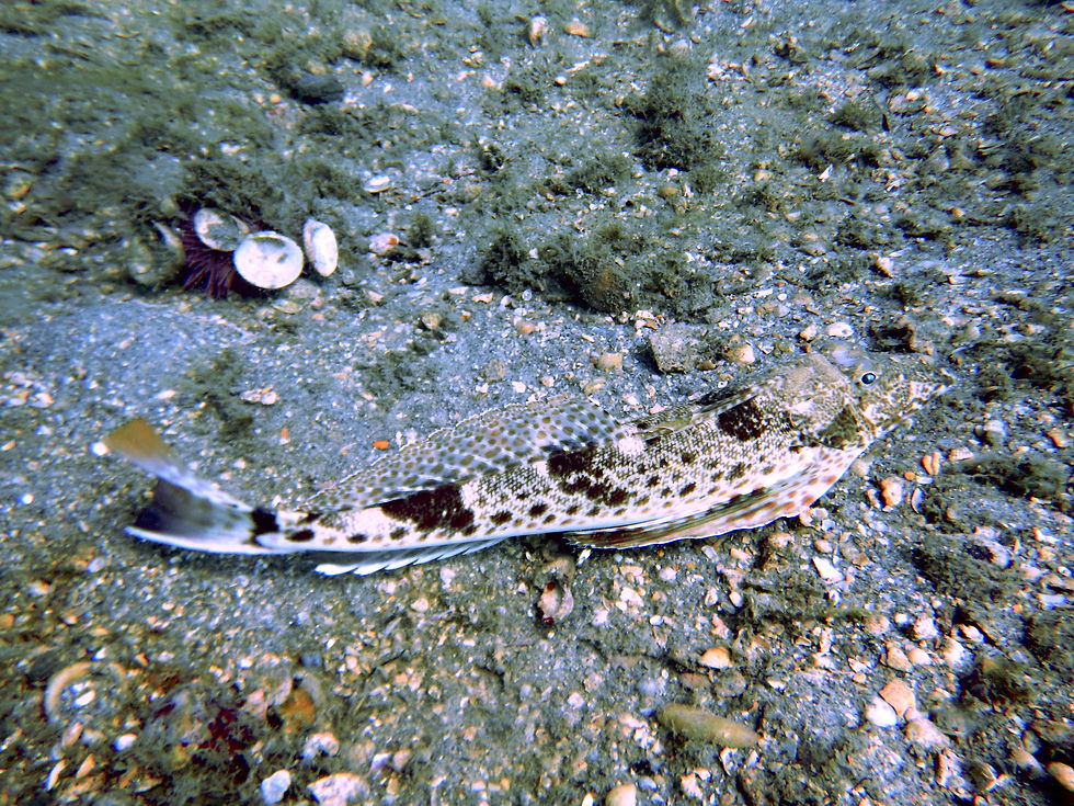 leopard sea robin