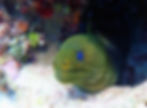 moray eel (11)