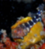 orangespotted blenny first sighting