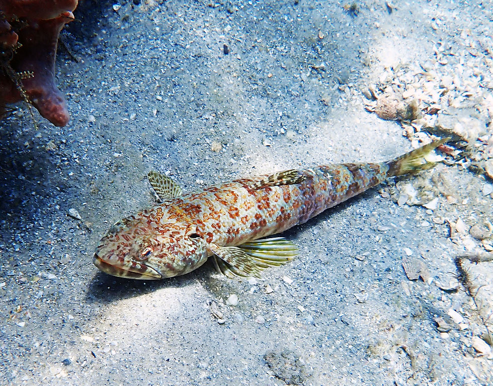sand diver
