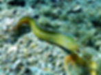 eel threatening